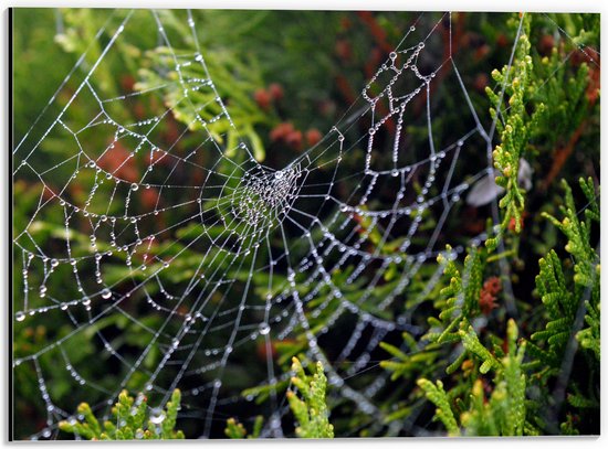 WallClassics - Dibond - Spinnenweb in de heg - 40x30 cm Foto op Aluminium (Wanddecoratie van metaal)