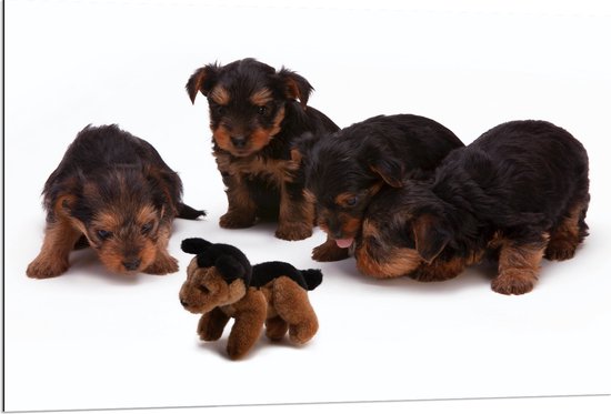 WallClassics - Dibond - Vier Bruin met Zwarte Puppy's bij Soortgenoot Knuffel - 120x80 cm Foto op Aluminium (Met Ophangsysteem)