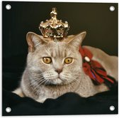 Tuinposter – Kat als Koning met Kroontje - 50x50 cm Foto op Tuinposter (wanddecoratie voor buiten en binnen)