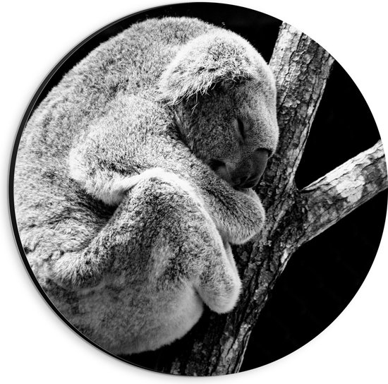 WallClassics - Dibond Muurcirkel - Slapende Koala op Houten Tak (Zwart- wit) - 20x20 cm Foto op Aluminium Muurcirkel (met ophangsysteem)