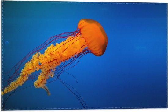 WallClassics - Vlag - Oranje Kwal Zwemmend in Donker Blauwe Oceaan - 60x40 cm Foto op Polyester Vlag
