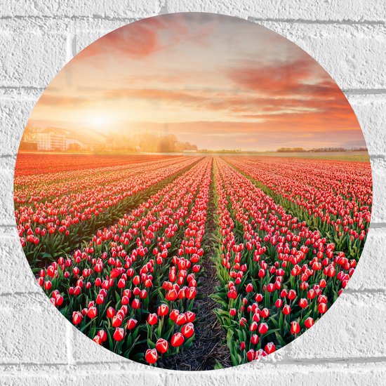 Muursticker Cirkel - Rijen Roodkleurige Tulpen in Bloemenveld in Nederland - 40x40 cm Foto op Muursticker