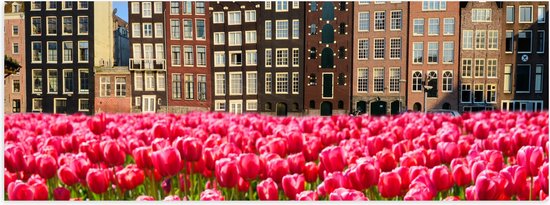 Poster Glanzend – Roze Tulpenveld voor Rij Grachtenpanden in Amsterdam, Nederland - 90x30 cm Foto op Posterpapier met Glanzende Afwerking