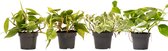 Bol.com WL Plants - Set van 4 - Hangplanten - Kamerplanten - 1x Philodendron Brasil Scandens 1x Philodendron Scandens 1x Epiprem... aanbieding