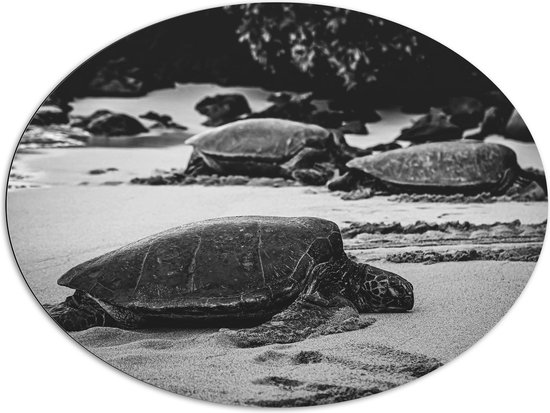 WallClassics - Dibond Ovaal - Reuzeschildpadden op het Strand - Zwart Wit - 108x81 cm Foto op Ovaal (Met Ophangsysteem)