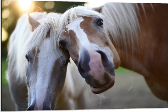 WallClassics - Dibond - Poserende Paarden voor Camera - 90x60 cm Foto op Aluminium (Met Ophangsysteem)