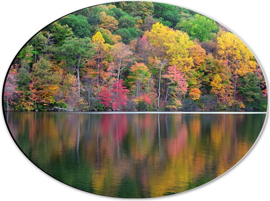 Dibond Ovaal - Verschillende Kleuren Bomen in Bos aan het Water - 40x30 cm Foto op Ovaal (Met Ophangsysteem)