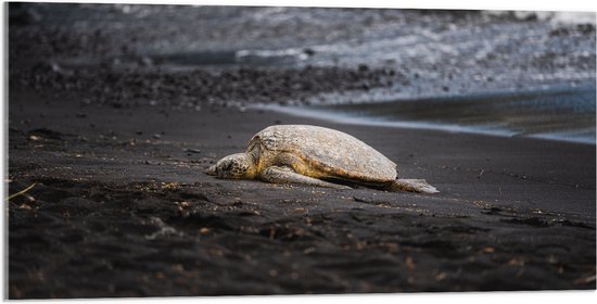 WallClassics - Acrylglas - Schildpad liggend op het Strand - 100x50 cm Foto op Acrylglas (Met Ophangsysteem)