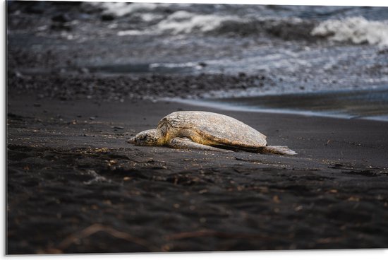 WallClassics - Dibond - Schildpad liggend op het Strand - 75x50 cm Foto op Aluminium (Met Ophangsysteem)