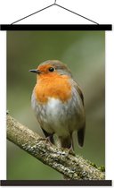 Posterhanger incl. Poster 60x90 cm - Schoolplaat - Vogel - Roodborstje - Tak - Planten - Textielposter - Zwarte latten