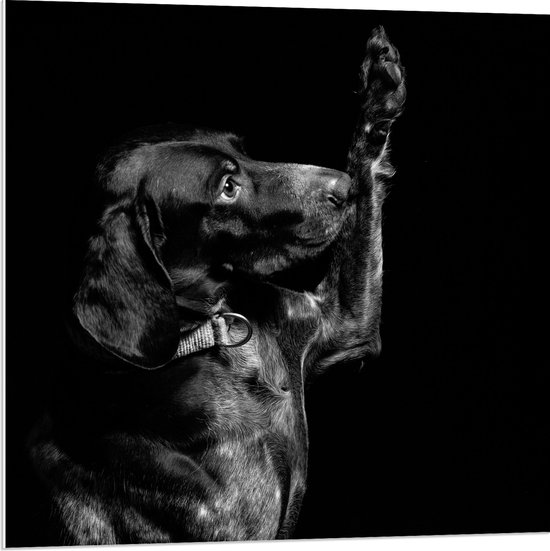 WallClassics - PVC Schuimplaat - Zwarte Hond Zegt 'Hoi' - 80x80 cm Foto op PVC Schuimplaat (Met Ophangsysteem)