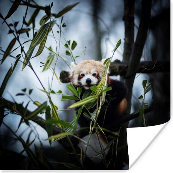 Rode panda in de avondschemering 30x30 cm - Foto print op Poster (wanddecoratie woonkamer / slaapkamer)