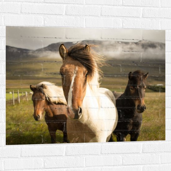 WallClassics - Muursticker - Drie Paarden in de Weide - 100x75 cm Foto op Muursticker