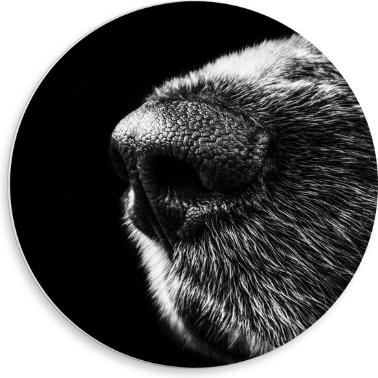 WallClassics - PVC Schuimplaat Muurcirkel - Honden Snuit Zwart met Wit - 50x50 cm Foto op Muurcirkel (met ophangsysteem)