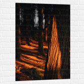 WallClassics - Muursticker - Oranje Zonlicht in het Bos - 70x105 cm Foto op Muursticker