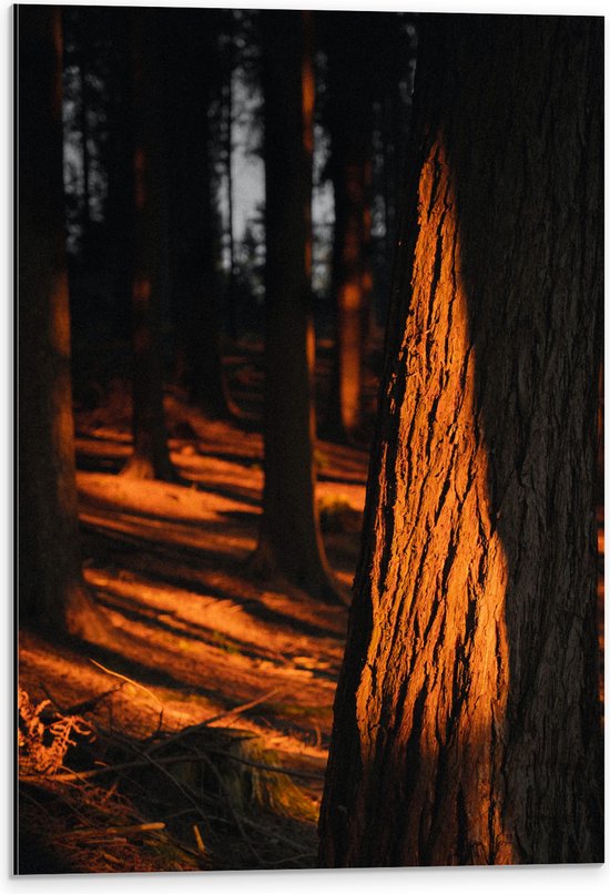 WallClassics - Dibond - Oranje Zonlicht in het Bos - 40x60 cm Foto op Aluminium (Met Ophangsysteem)