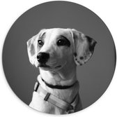 WallClassics - Dibond Muurcirkel - Whippet Hond Zwart - Wit - 100x100 cm Foto op Aluminium Muurcirkel (met ophangsysteem)