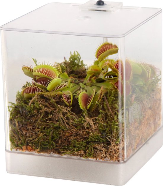 Swampworld Mini Terrarium met LED lamp - Vleesetende plant - 1 Venus Vliegenvanger + Handige Watermeter - L12xB12xH15 cm - 40 cm - Venus Vliegenval