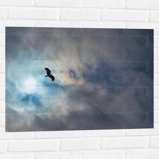 WallClassics - Muursticker - Vliegende Roofvogel in de Lucht - 80x60 cm Foto op Muursticker