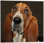 WallClassics - Dibond - Bruine Basset Hond - 50x50 cm Foto op Aluminium (Met Ophangsysteem)