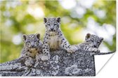 Drie luipaard welpen Poster 180x120 cm - Foto print op Poster (wanddecoratie woonkamer / slaapkamer) / Wilde dieren Poster XXL / Groot formaat!