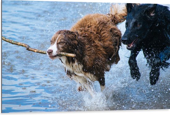 WallClassics - Dibond - Honden Spelend met een Tak in het Water - 105x70 cm Foto op Aluminium (Met Ophangsysteem)