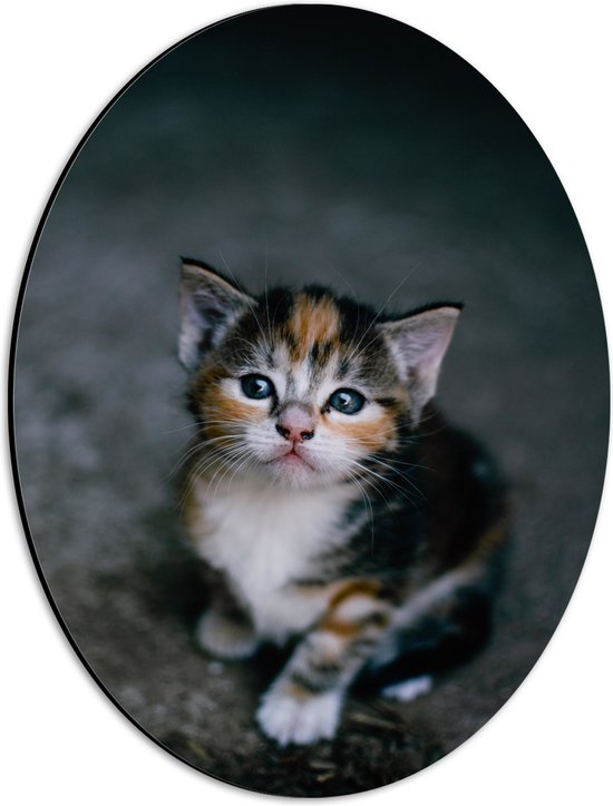 WallClassics - Dibond Ovaal - Kitten op een Steen - 30x40 cm Foto op Ovaal (Met Ophangsysteem)