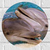 WallClassics - Muursticker Cirkel - Dolfijnen van Dichtbij - 30x30 cm Foto op Muursticker