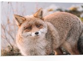 WallClassics - Plaque de Mousse PVC - Renard Curieux - 75x50 cm Photo sur Plaque de Mousse PVC (Avec Système d'accrochage)