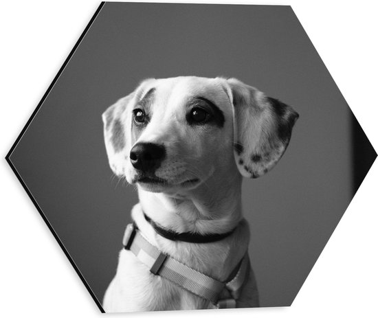 WallClassics - Dibond Hexagon - Whippet Hond Zwart - Wit - 30x26.1 cm Foto op Hexagon (Met Ophangsysteem)