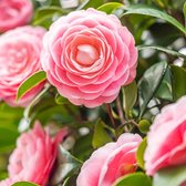 Garden Select - Set de 3 Camellia Japonica 'Pink' - Pot ⌀9cm - Hauteur 25-40cm - Plante de Jardin - Rose Japonaise - Rustique