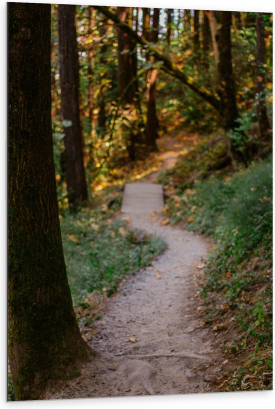 WallClassics - Dibond - Wandelpad in het Bos - 80x120 cm Foto op Aluminium (Met Ophangsysteem)