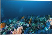 WallClassics - Drapeau - Corail Sous Water - 60x40 cm Photo sur Drapeau Polyester