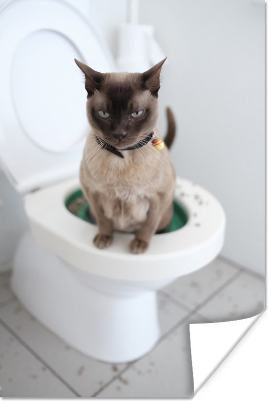 Een Burmees kat zit op het toilet Poster 20x30 cm - klein - Foto print op Poster (wanddecoratie woonkamer / slaapkamer) / Huisdieren Poster