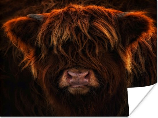 Vue de face en gros plan d'un Poster écossais Highlander 160x120 cm - Tirage photo sur Poster (décoration murale salon / chambre) / Poster Animaux sauvages XXL / Groot format!