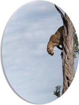 WallClassics - PVC Schuimplaat Ovaal - Luipaard in een Bruine Boom - 21x28 cm Foto op Ovaal (Met Ophangsysteem)