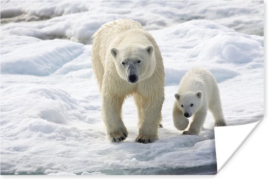 Poster Ours polaire avec son petit 120x80 cm - Tirage photo sur Poster (décoration murale)