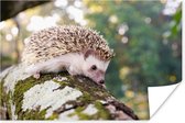 Poster Hérisson rampant sur une branche papier 180x120 cm - Tirage photo sur Poster (décoration murale salon / chambre) / Poster Animaux sauvages XXL / Groot format!