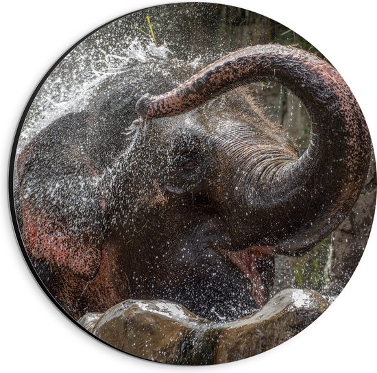 WallClassics - Dibond Muurcirkel - Kleine Olifant Speelt met Water - 20x20 cm Foto op Aluminium Muurcirkel (met ophangsysteem)