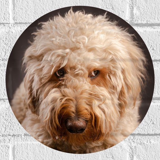 WallClassics - Muursticker Cirkel - Goldendoodle Hond Kijkt Opzij - 30x30 cm Foto op Muursticker