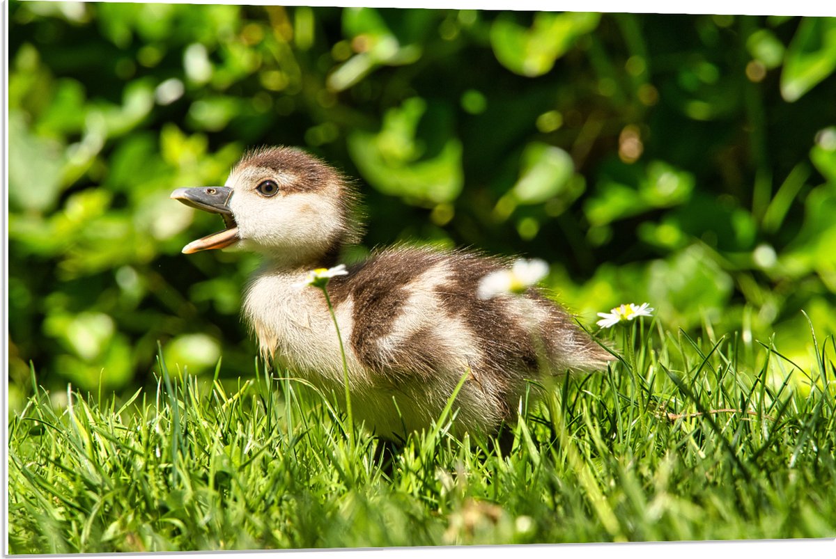PVC Schuimplaat- Baby Eendje in het Gras - 90x60 cm Foto op PVC Schuimplaat