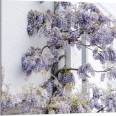 WallClassics - Dibond - Plante Wit à Fleurs violettes - 80x80 cm Photo sur aluminium (Décoration murale en métal)
