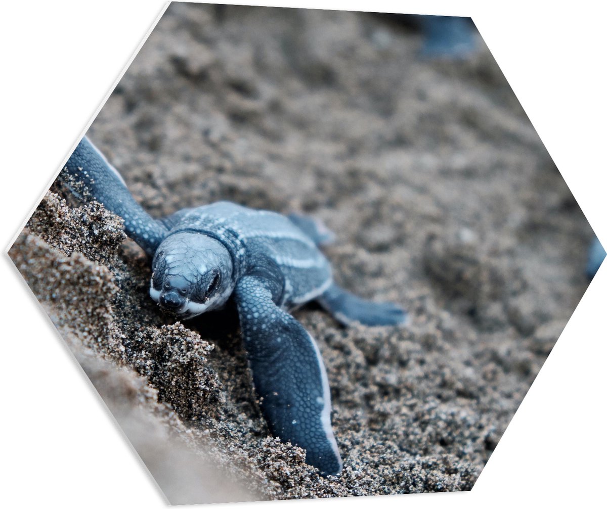 PVC Schuimplaat Hexagon - Baby Schildpadden in het Zand - 80x69.6 cm Foto op Hexagon (Met Ophangsysteem)