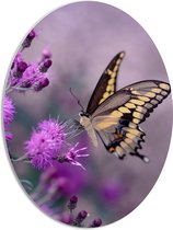 PVC Schuimplaat Ovaal - Vlinder op de Paarse Bloemen - 42x56 cm Foto op Ovaal (Met Ophangsysteem)