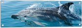 Tuinposter – Zwemmende Dolfijn in de Zee - 90x30 cm Foto op Tuinposter (wanddecoratie voor buiten en binnen)