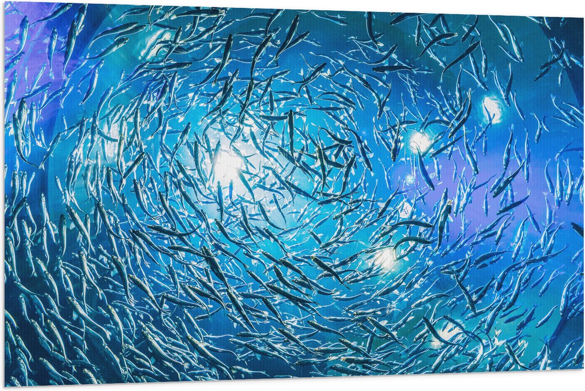 Vlag - School Vissen in een Groot Aquarium - 120x80 cm Foto op Polyester Vlag