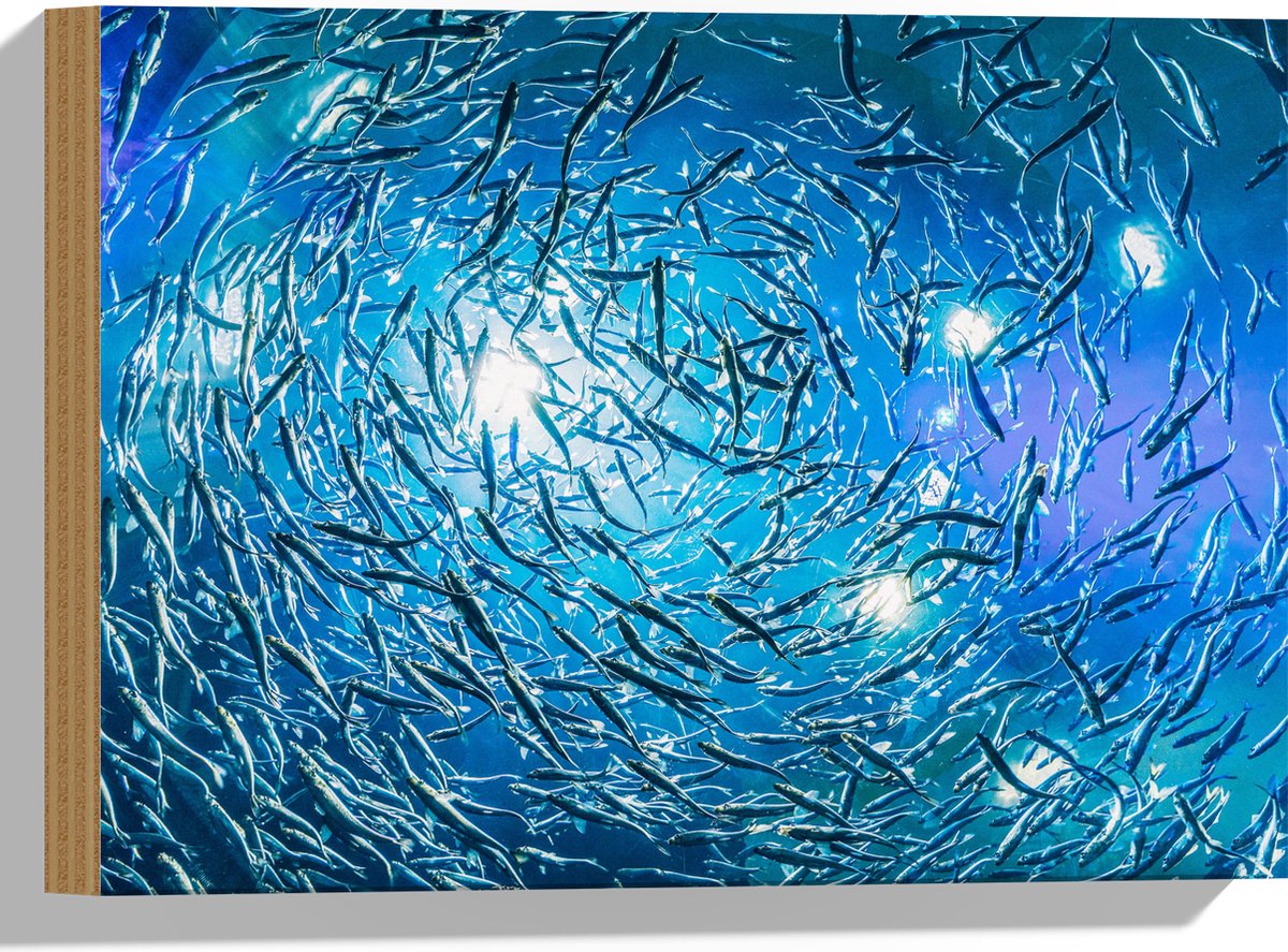 Hout - School Vissen in een Groot Aquarium - 40x30 cm - 9 mm dik - Foto op Hout (Met Ophangsysteem)