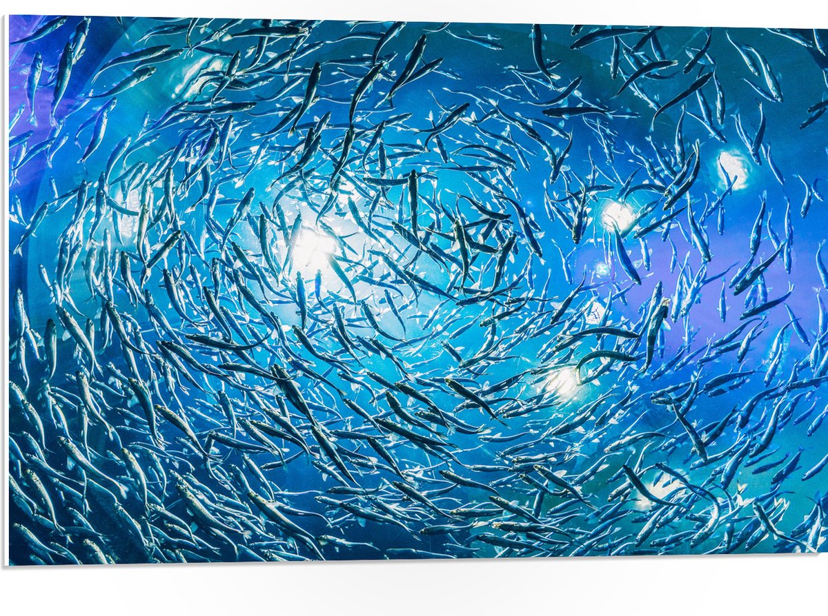 PVC Schuimplaat- School Vissen in een Groot Aquarium - 75x50 cm Foto op PVC Schuimplaat