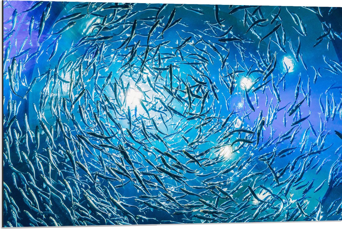Dibond - School Vissen in een Groot Aquarium - 90x60 cm Foto op Aluminium (Wanddecoratie van metaal)