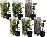 Plant in a Box - Mix van 6 Jasmijn - Trachelospernum jasminoïdes tuinplanten - Pot 9cm - Hoogte 25-40cm